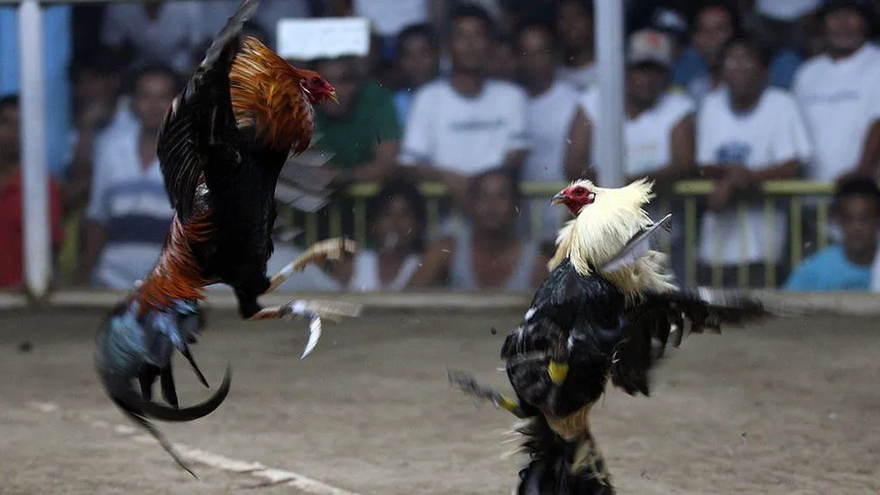 Why Choose 5jili Sabong For Online Cockfighting?