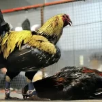 Steel Spurs Cockfighting