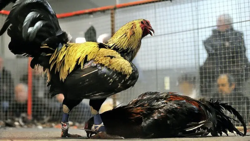 Steel Spurs Cockfighting